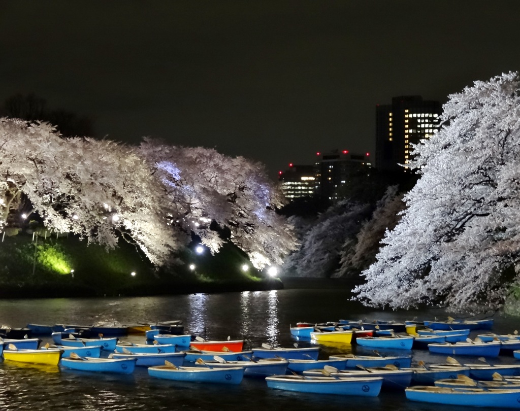 桜舞い散る