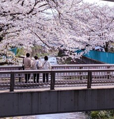 桜日和