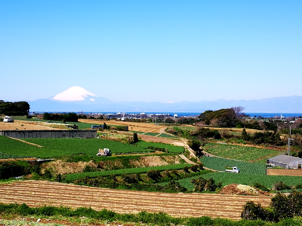 キャベツ畑と富士山とチョコっと海
