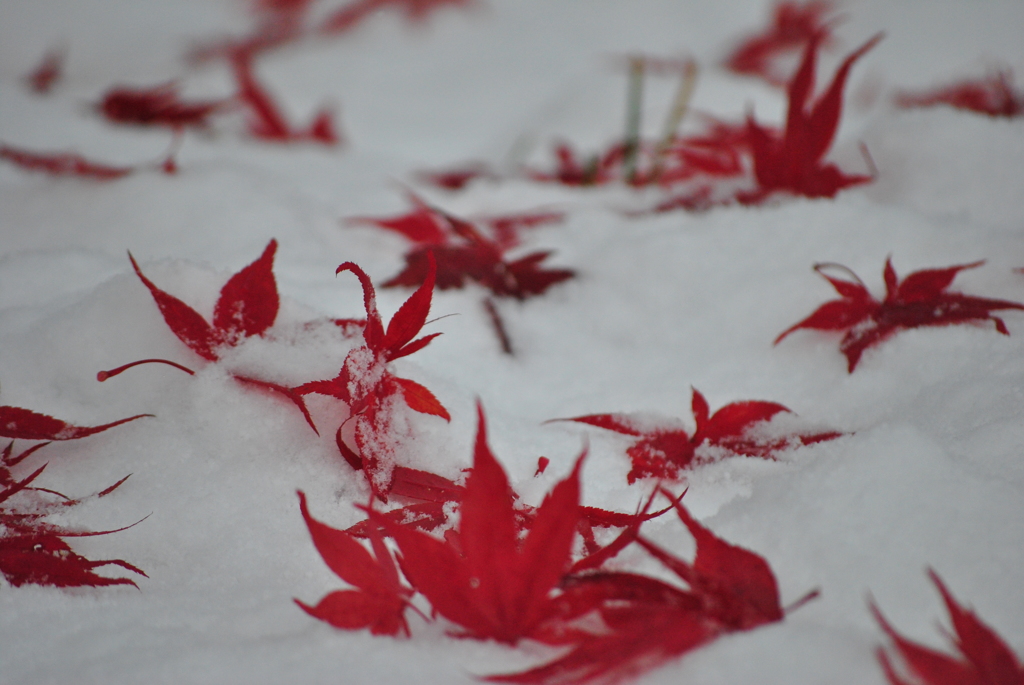 落紅葉