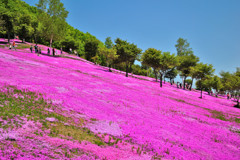 上湧別　芝桜公園