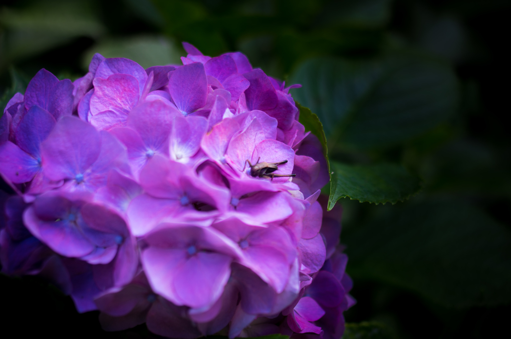 紫陽花と虫
