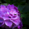 紫陽花と虫