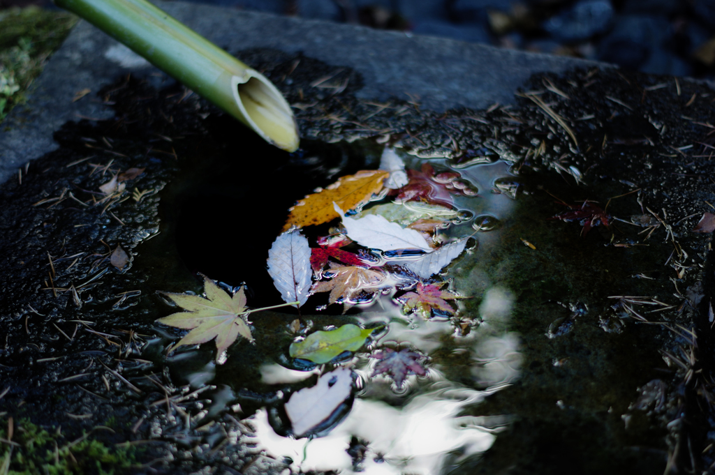 水紅葉②