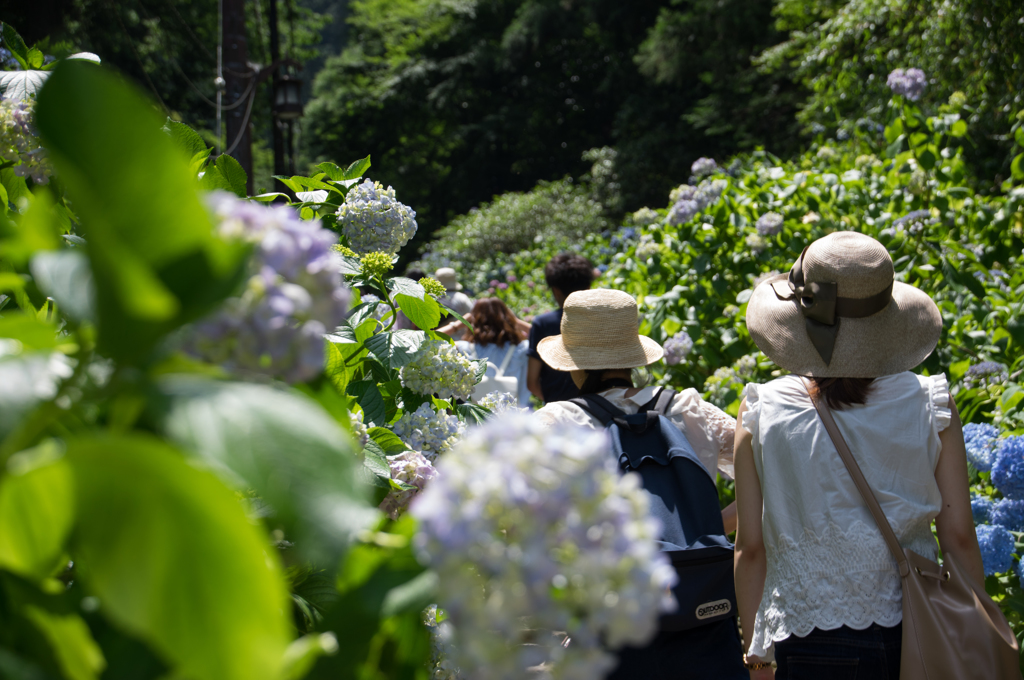 栃木市　大平山　あじさい坂にて①