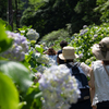 栃木市　大平山　あじさい坂にて①