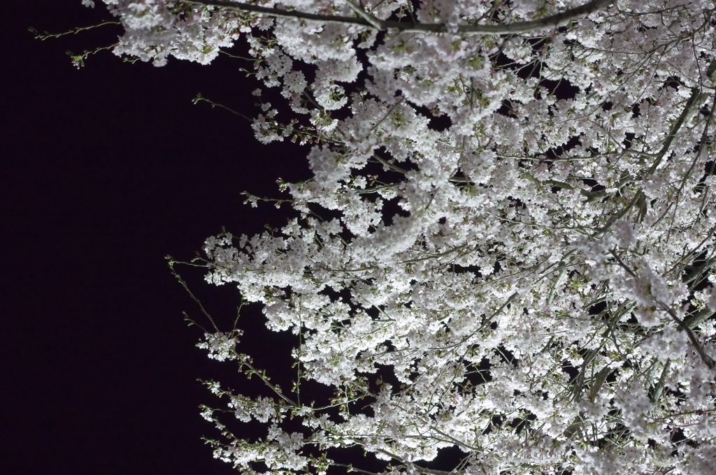 夜桜③