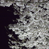 夜桜③