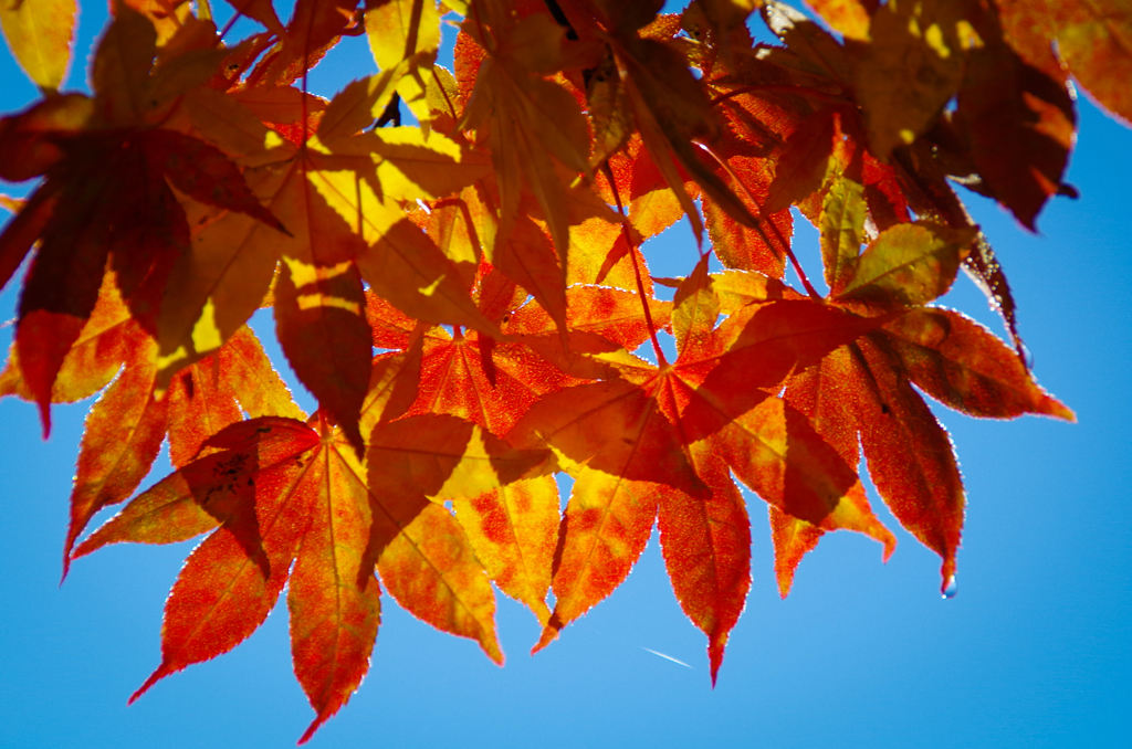 朝露と紅葉①