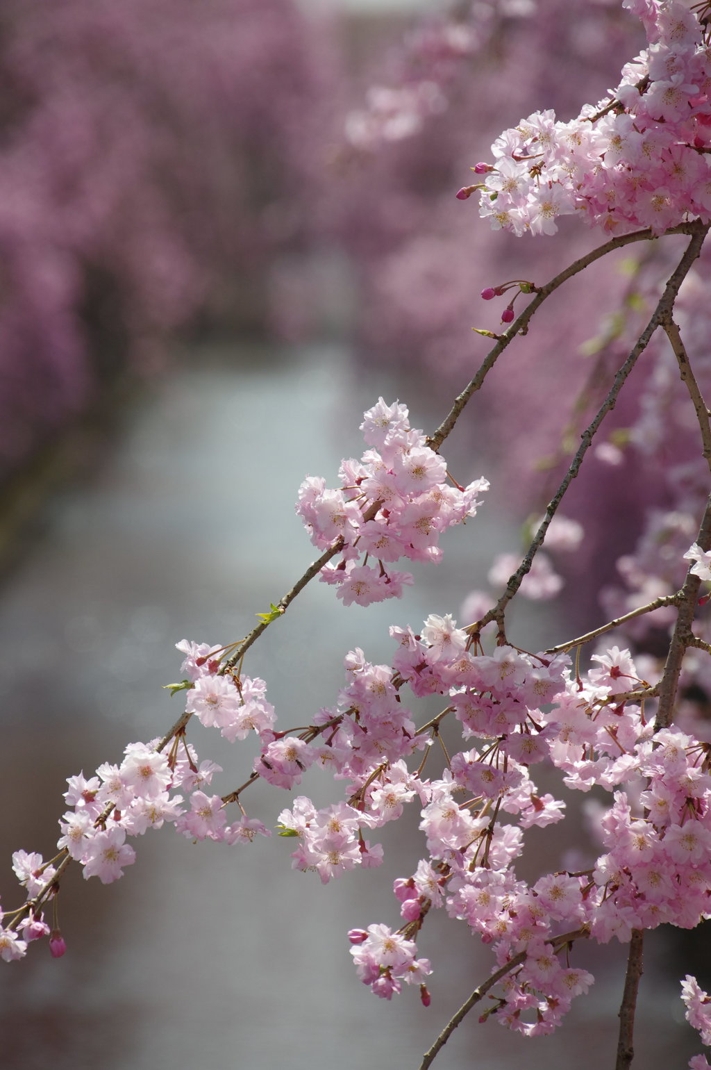 八重桜