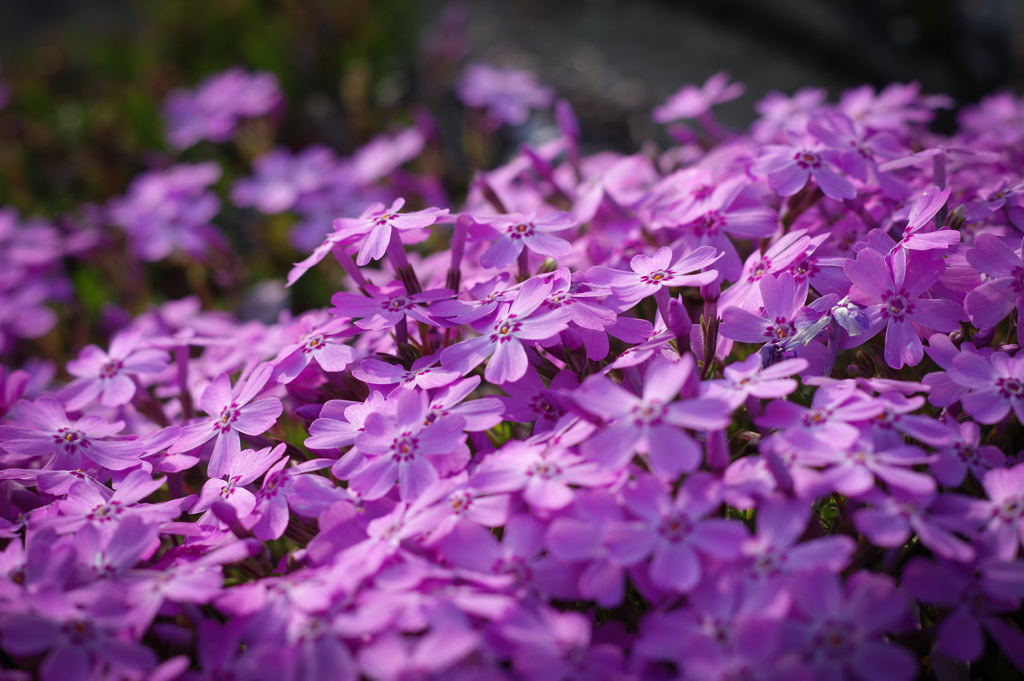 芝桜