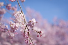 枝垂れ桜