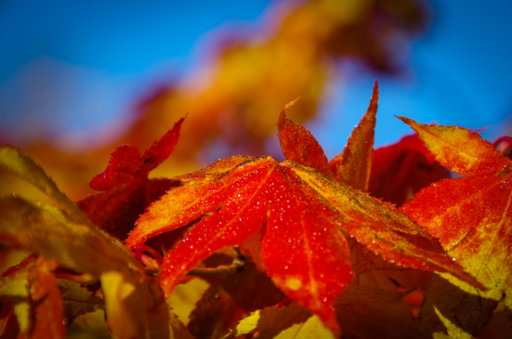 朝露と紅葉②