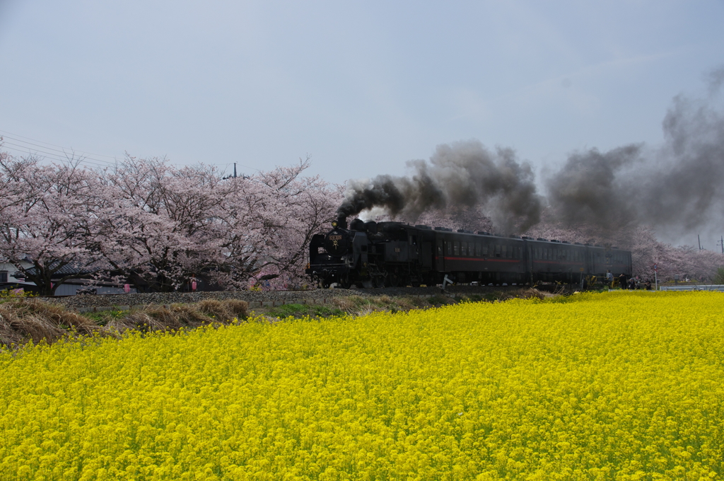 真岡鐵道SL（春）①