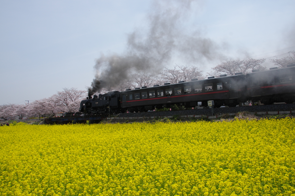 真岡鐵道SL（春）②