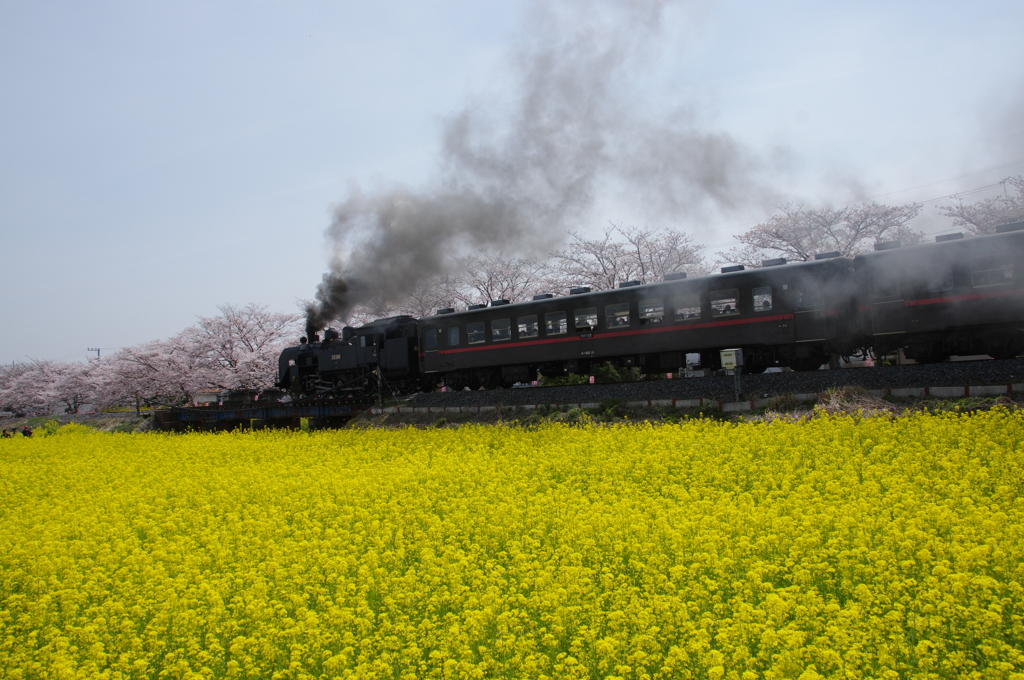 真岡鐵道SL（春）②