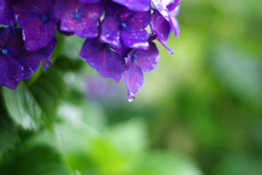 紫陽花と雨滴