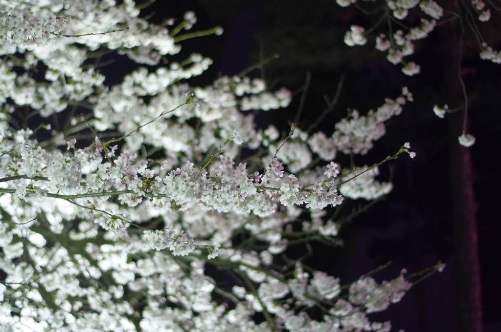 夜桜②