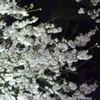 夜桜②