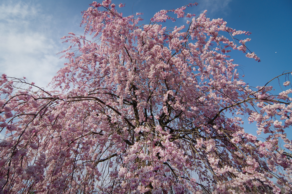 枝垂れ桜