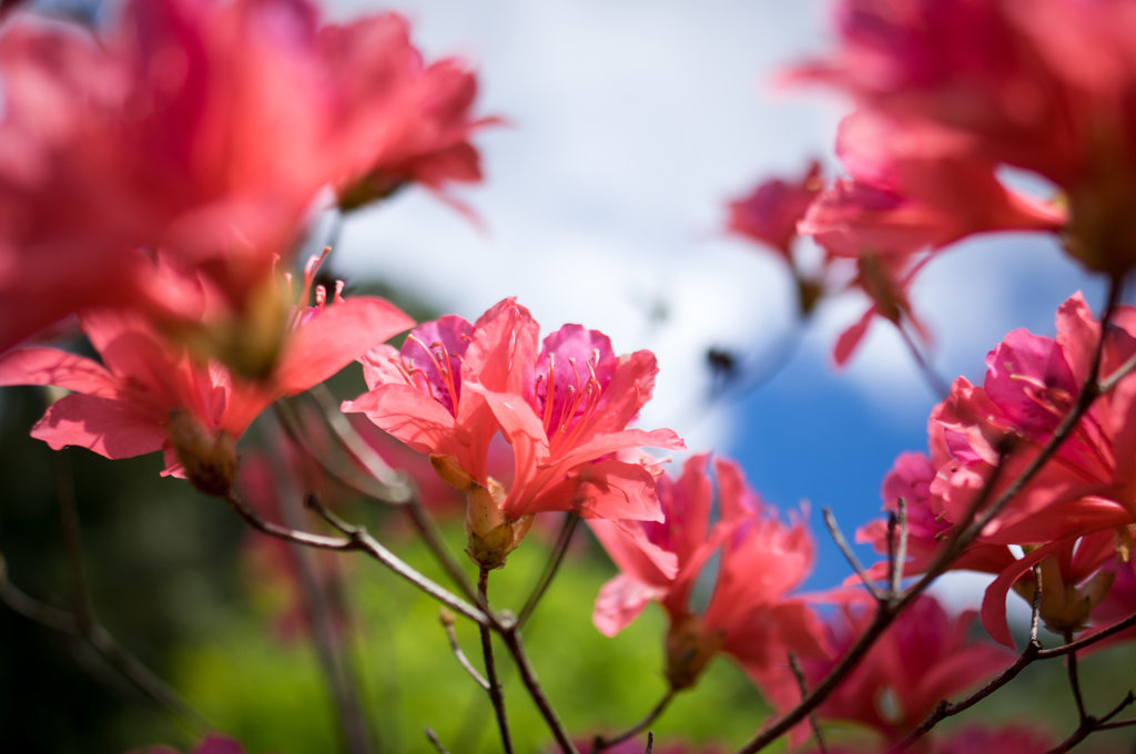 ツツジの花②