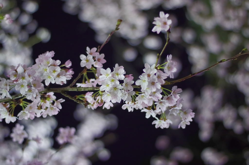 夜桜①