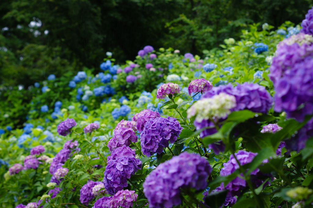 紫陽花