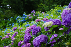 紫陽花