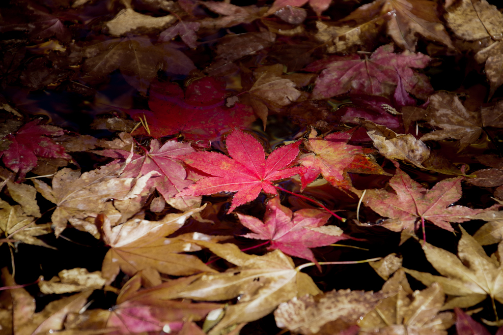 水紅葉①