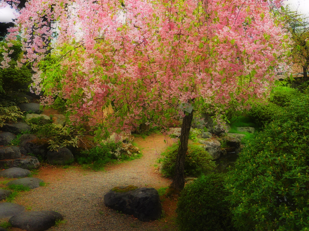 枝垂桜