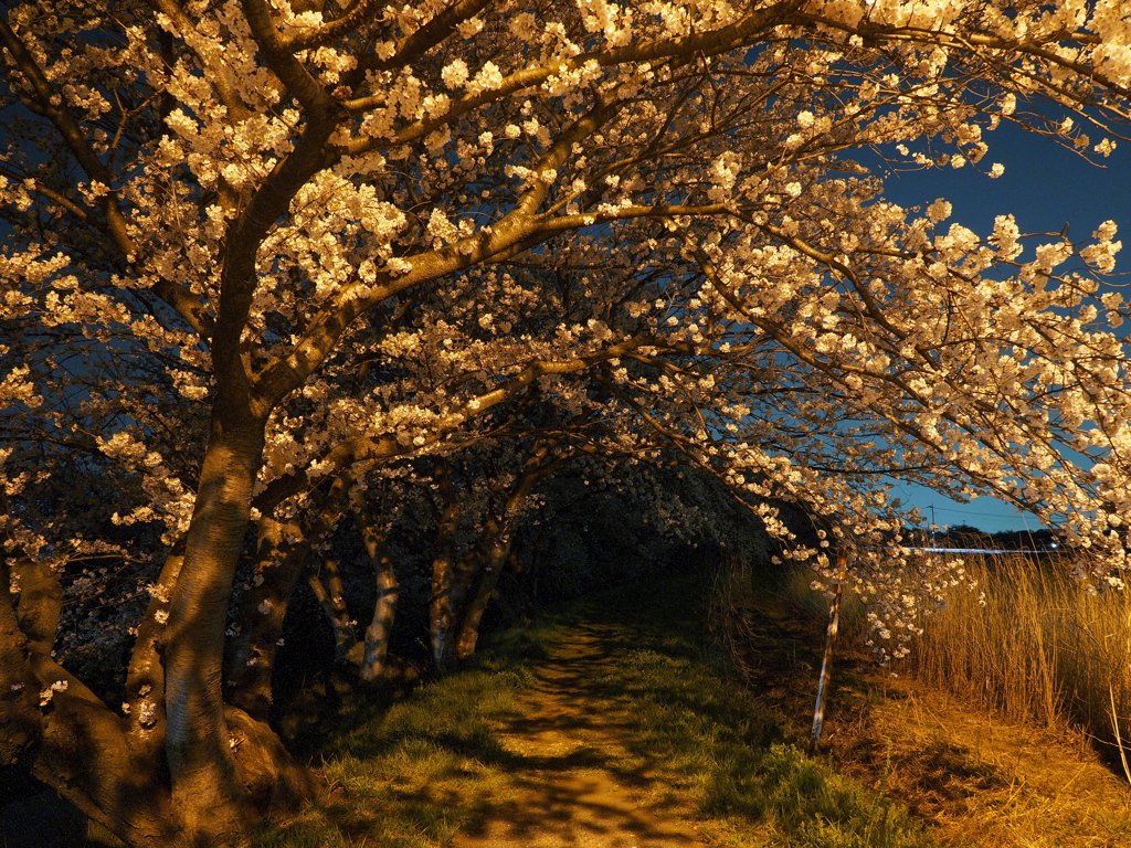 夜桜（２）