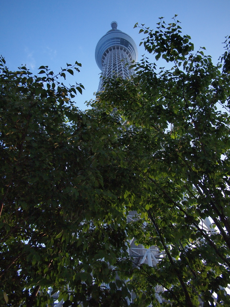 スカイツリー