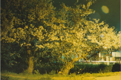 夜桜