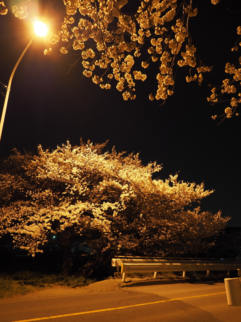 夜桜（１）