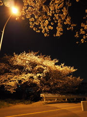夜桜（１）