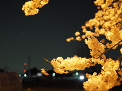 夜桜（３）