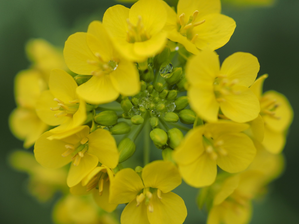 菜の花