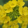 菜の花