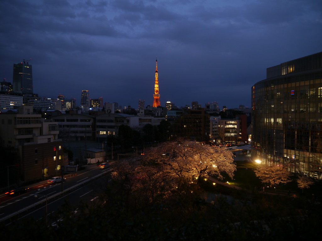 夜桜と東京タワー