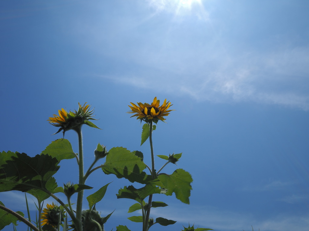 太陽に向かって！