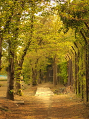 新緑の遊歩道