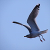 landing