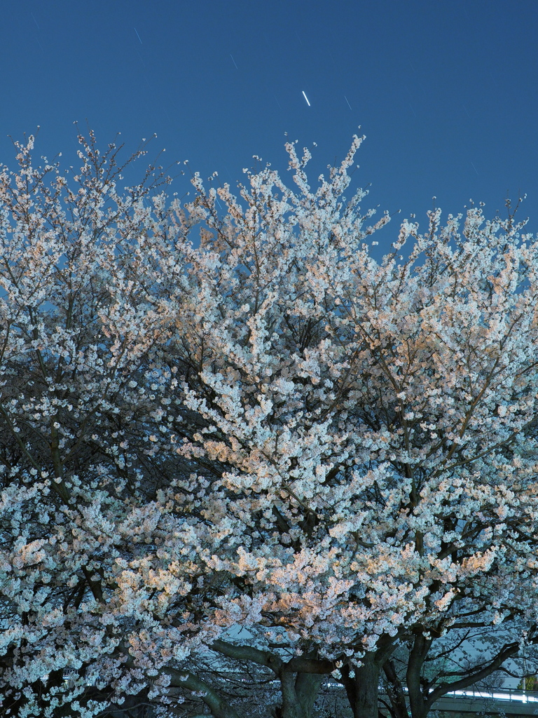 夜桜（６）