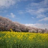 権現堂桜堤