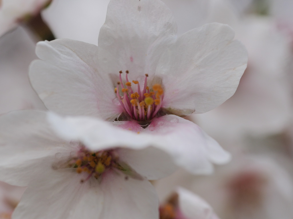 桜