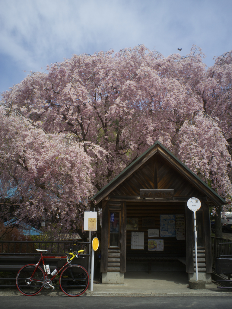 しだれ桜と自転車