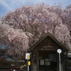 しだれ桜と自転車