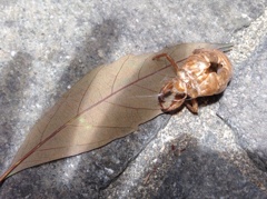 セミのヌケガラとカゲ