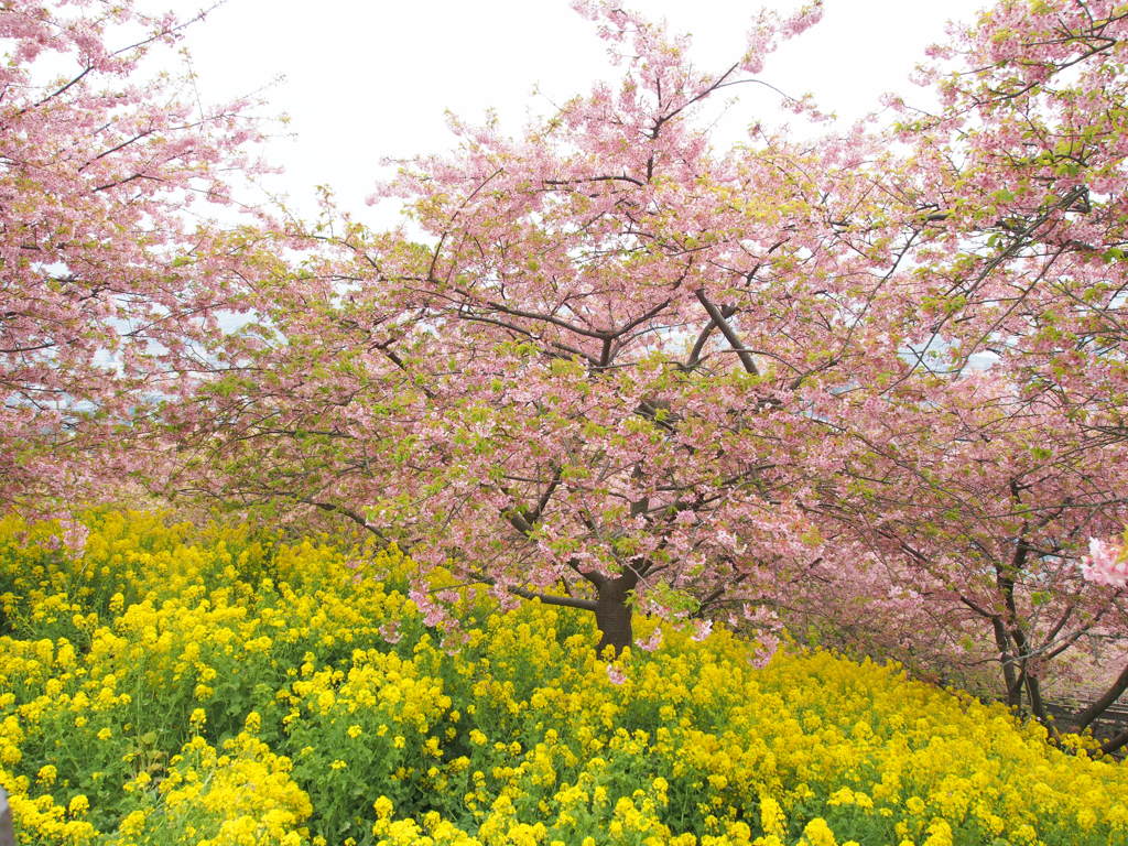 もう葉桜