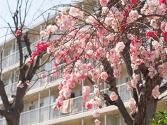 生活を彩る